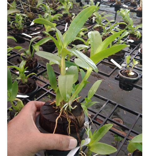 Dendrobium KGI Splash 3-5% Dendrobium KGI Splash 3-5%